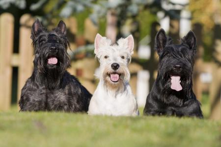 3 terriers ecossais assis sur l herbe