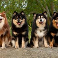 4 Chiens Finnois de Laponie