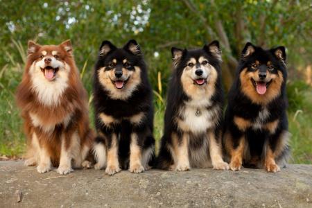 4 chiens finnois de laponie