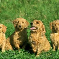 4 chiots Bassets fauves de Bretagne