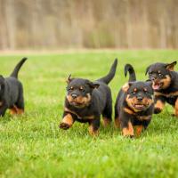 4 chiots Rottweiler qui courent sur l'herbe