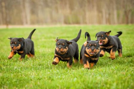 4 chiots rottweiler qui courent sur l herbe