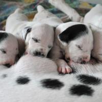 5 chiots Dalmatien qui tettent leur mère