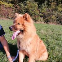 Akina, la superbe Eurasier de chrystel