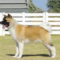 Akita Américain debout sur l'herbe