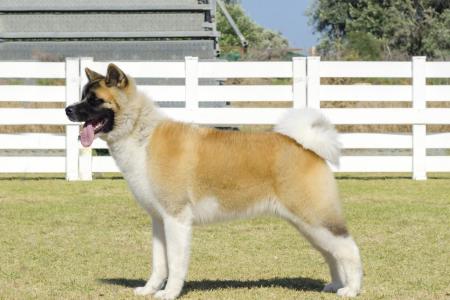 Akita americain debout sur l herbe