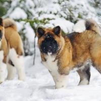 Akitas Americains à la neige