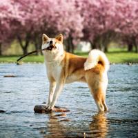 Akita Inu qui joue avec un bâton dans l'eau