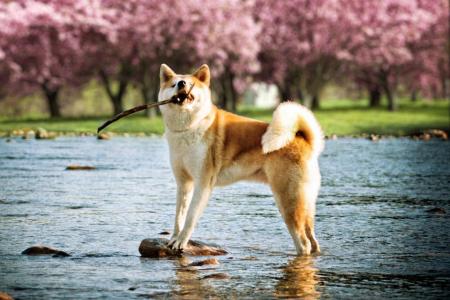 Akita inu qui joue avec un baton dans l eau