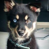 Asko, le Pomsky de Cécilia