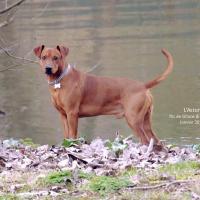 Aston, le Pinscher Moyen de Davy