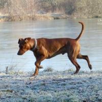 Aston qui se balade au bord de l'eau