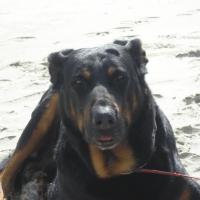 Athos, Beauceron adulte couché sur le sable