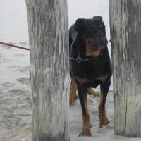 Athos, Beauceron adulte debout sur le sable entre 2 arbres