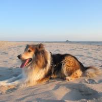 Atome, le colley de Florence couché sur la plage du Mont St-Michel