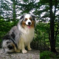 Aussie, le chien de Chantal