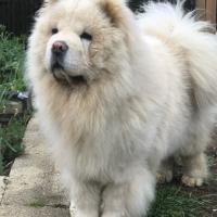 Baloo, superbe Chow Chow crème