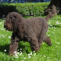 Barbet noir qui trottine sur l'herbe