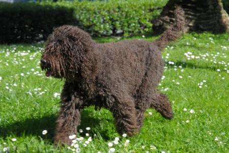 Barbet noir qui trottine sur l herbe