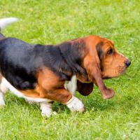 Basset Hound qui marche sur l'herbe