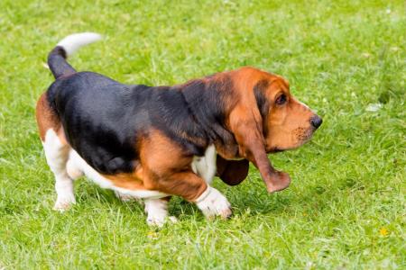 Basset hound qui marche sur l herbe