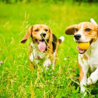 2 Beagles qui courent dans l'herbe avec une balle