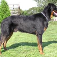 Beauceron adulte debout sur l'herbe