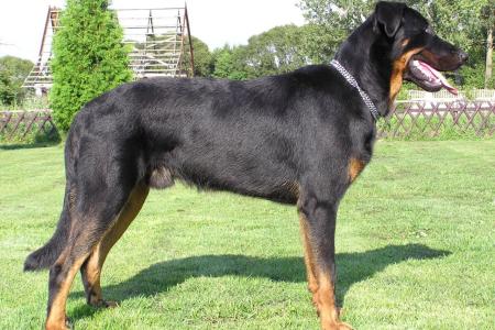 Beauceron adulte debout sur l herbe