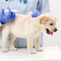 Bébé labrador chez le vétérinaire