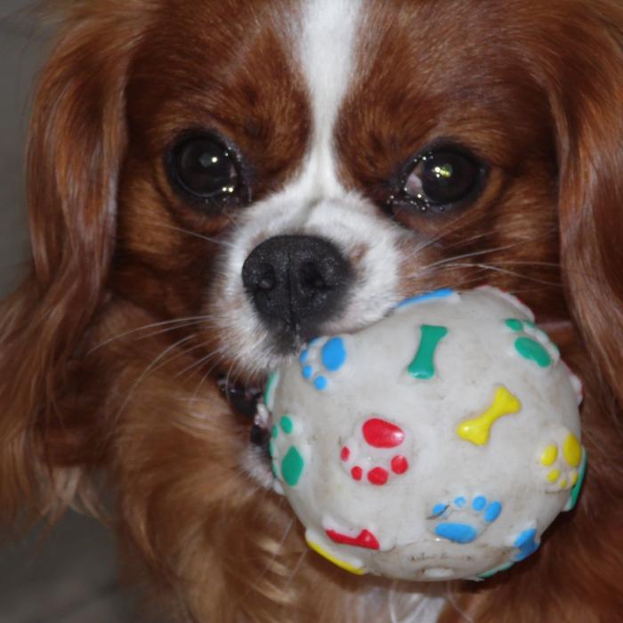 Bebere Avec Sa Balle Bebere Avec Sa Balle