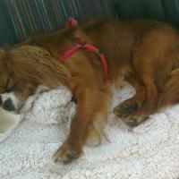 Bebere, Cavalier King Charles de 4 ans