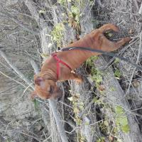 Bebou Rocket à 5 mois, le Staffie fauve de Yume