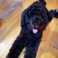 Becky, la superbe Goldendoodle de Jean Guy