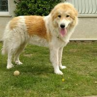 Belle, chienne Montagne des Pyrénées de Laetitia