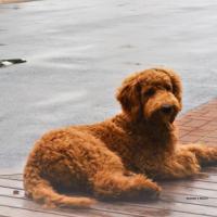 Belle, la Goldendoodle de Chantale