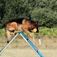 Berger allemand qui fait de l'agility