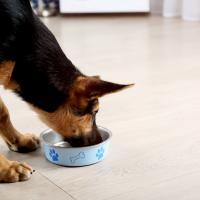 Berger allemand qui mange ses croquettes