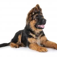 Chiot Berger allemand