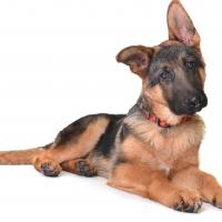 Chiot Berger allemand