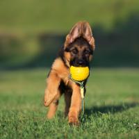 Chiot Berger allemand avec son jouet