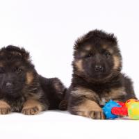 2 chiots Berger allemand avec un jouet