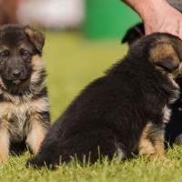 Chiots Berger allemand avec leur maitre