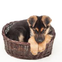 Chiot Berger allemand dans son panier