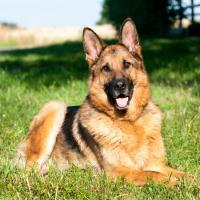 Berger Allemand couché dans l'herbe