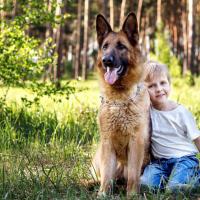 Berger allemand avec un enfant en foret