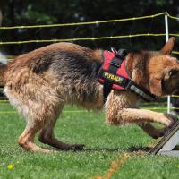 Berger allemand flyball adobestock 73388517