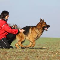 Berger allemand et son maitre