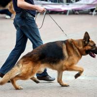 Berger allemand qui tire sur la  laisse