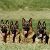 Meute de Berger allemand dans l'herbe