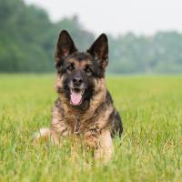 Berger allemand couché dans l'herbe